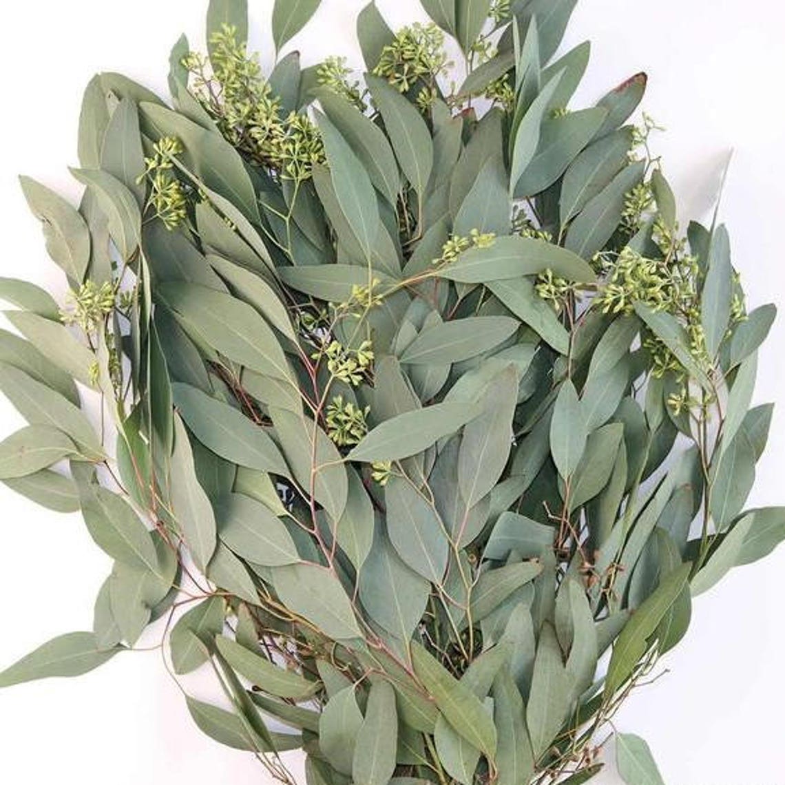 Seeded Eucalyptus Fresh PreservedDried Decor Bulk Etsy