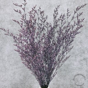 Preserved Caspia Limonium Flowers - Purple (008)