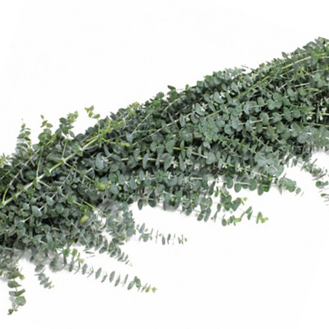 FRESH EUCALYPTUS GARLAND Overnight Shipping Included Etsy