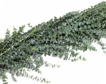 FRESH EUCALYPTUS GARLAND -- Overnight Shipping Included