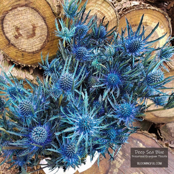 Fleur de chardon bleu séchée conservée grandes têtes 6 à 10 - Etsy France