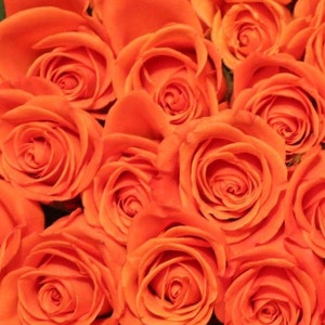 Fresh Orange Bulk Roses  (Free Shipping)