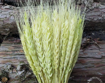 Dried Wheat Flowers, 50 stems - Spring Green | decor, wedding, bride, bridal, bouquet, arrangement, centerpiece, gift, event