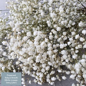 Dried Babys Breath (Dried Gypsophila) Natural Brown Color