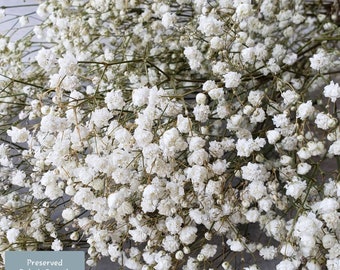 Preserved Baby's Breath Flower - Off-White,Cream,Ivory | wedding,floral,bouquet,decor, arrangement,gypsophila,gift,dried,bulk PRE-ORDER