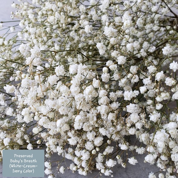 Dried Flowers Babys Breath Bouquet, Natural White Dry Flowers – 17'' 1800+  Ivory Flowers, Preserved Gypsophila Branches for Wedding, Farmhouse Vase