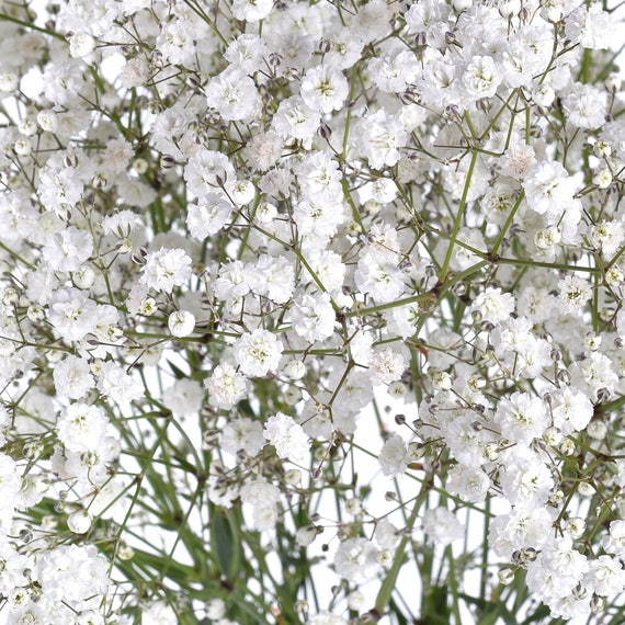 Baby's Breath Fresh or Preserved Bulk Packages 