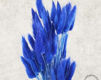 Dried Bunny Tails, 50-60 stems - Choose Your Colors