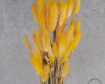 Dried Bunny Tails, 50-60 stems - Choose Your Colors