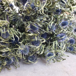 Dried Blue Thistle, 10 Stems (40+ Flowers) || Small-to-Medium Bloom Thistle Flowers