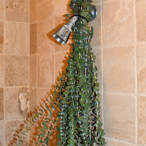 Eucalyptus FRESH or DRIED XLarge Bunches Shower Etsy