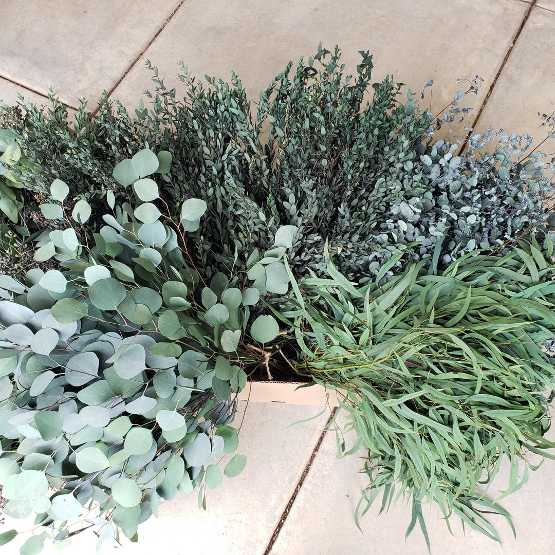 BULK PRESERVED EUCALYPTUS, Assorted Greens Mix Lasts for Years, 100