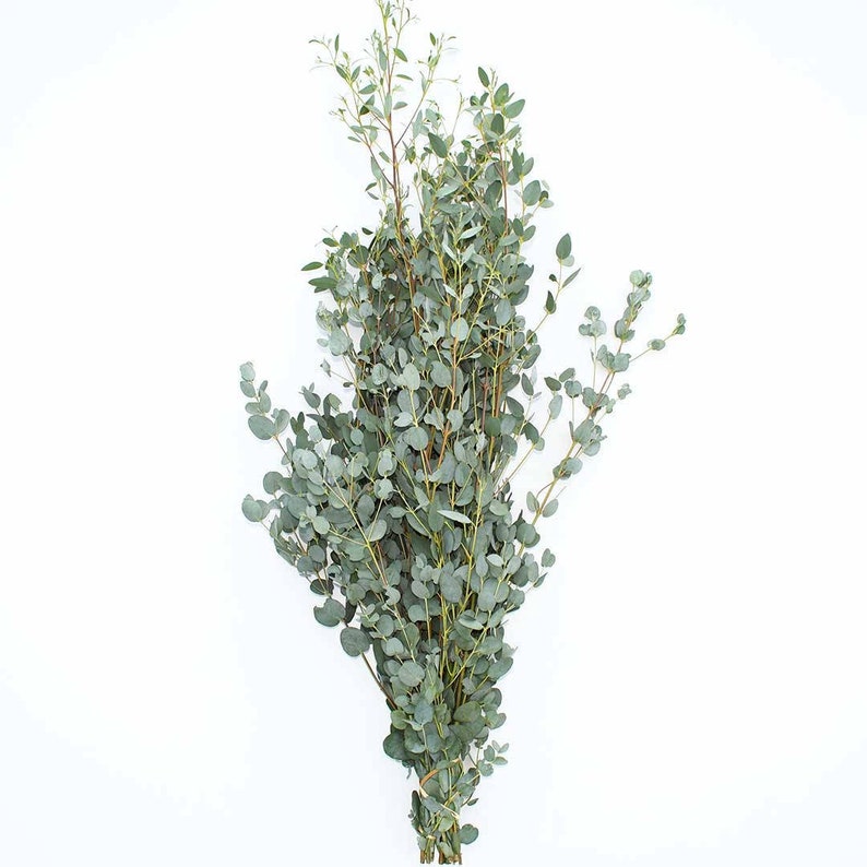 Gunnii Eucalyptus Fresh or Preserved-Dried Bulk Greenery, Weddings, Events, DIY, Bridal, Home Office Decor Free Shipping image 1