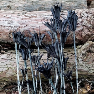 Dried Nigella Flowers - Black / Dark Gray-Black (031)