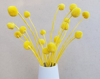Preserved-Dried Billy Ball Craspedia Flowers [18-20 stems] - Yellow