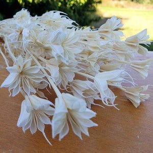Dried Nigella Star Flowers - White/Ivory/Cream (034)