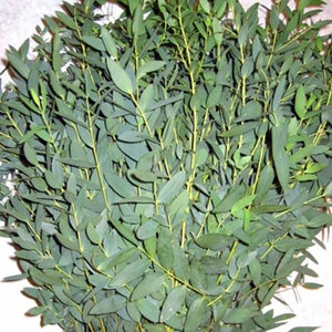 Fresh & Preserved Parvifolia Eucalyptus Bunches Bulk Greenery Free Shipping Fresh Bunches