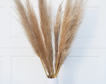 TALL PAMPAS 3FT - Natural Beige, Large Fluffy Plume | Dried Pampas Grass