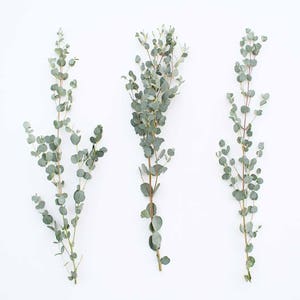 Gunnii Eucalyptus Fresh or Preserved-Dried Bulk Greenery, Weddings, Events, DIY, Bridal, Home Office Decor Free Shipping image 2