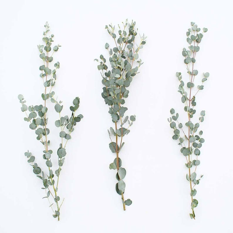 Gunnii Eucalyptus Fresh or Preserved-Dried Bulk Greenery, Weddings, Events, DIY, Bridal, Home Office Decor Free Shipping image 2