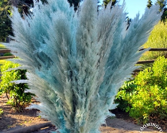 Extra Fluffy Tall Pampas in Dusty Blue (approx. 36" height with 18-24" extra fluffy plume) - Priced Per Stem