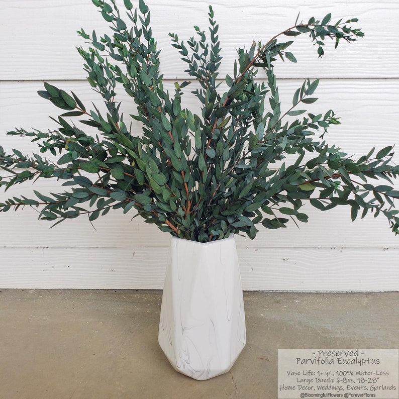 Fresh & Preserved Parvifolia Eucalyptus Bunches Bulk Greenery Free Shipping Preserved Bunches