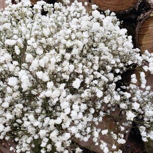 Preserved Baby's Breath Flower Off-White,Cream,Ivory wedding,floral,bouquet,decor, arrangement,gypsophila,gift,dried,bulk PRE-ORDER image 3