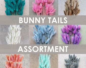 Dried Bunny Tails, 50-60 stems - Choose Your Colors