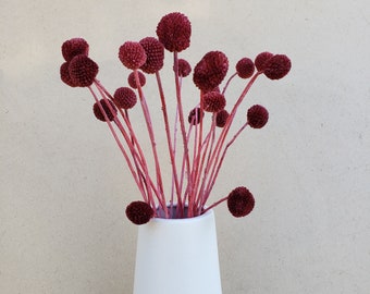 Preserved-Dried Billy Ball Craspedia Flowers [18-20 stems] - Burgundy, Dark Red
