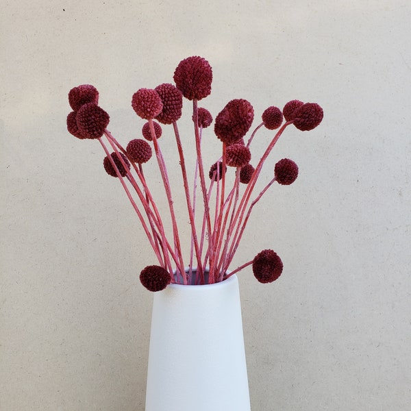 Preserved-Dried Billy Ball Craspedia Flowers [18-20 stems] - Burgundy, Dark Red