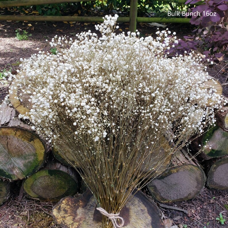 Preserved Baby's Breath Flower Off-White,Cream,Ivory wedding,floral,bouquet,decor, arrangement,gypsophila,gift,dried,bulk PRE-ORDER Bulk (50-100stems)