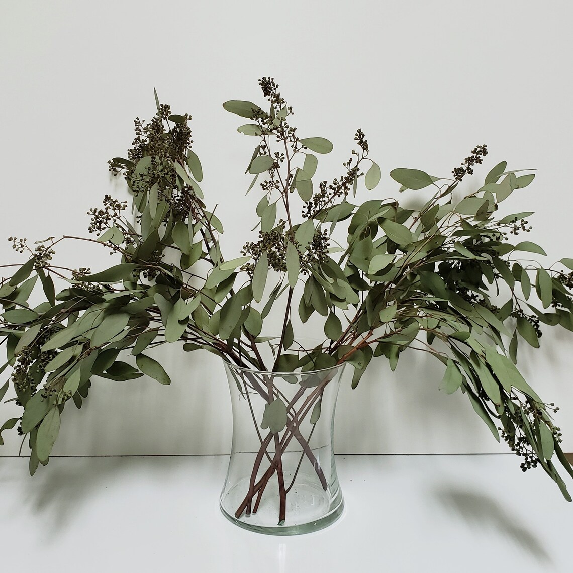 Seeded Eucalyptus Fresh Dried or Preserved Bulk Etsy