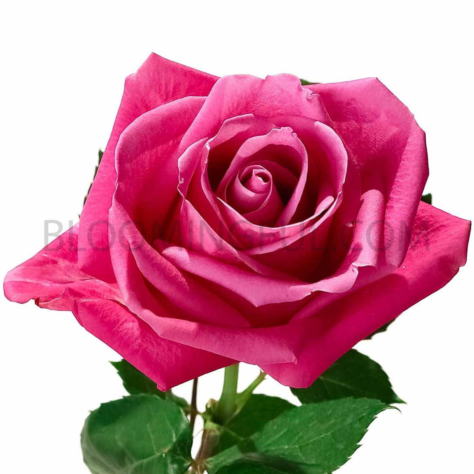 Fresh Lavender Roses Soulmate Variety Free Shipping Etsy