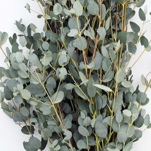 Gunnii Eucalyptus Fresh or Preserved-Dried Bulk Greenery, Weddings, Events, DIY, Bridal, Home Office Decor Free Shipping image 3
