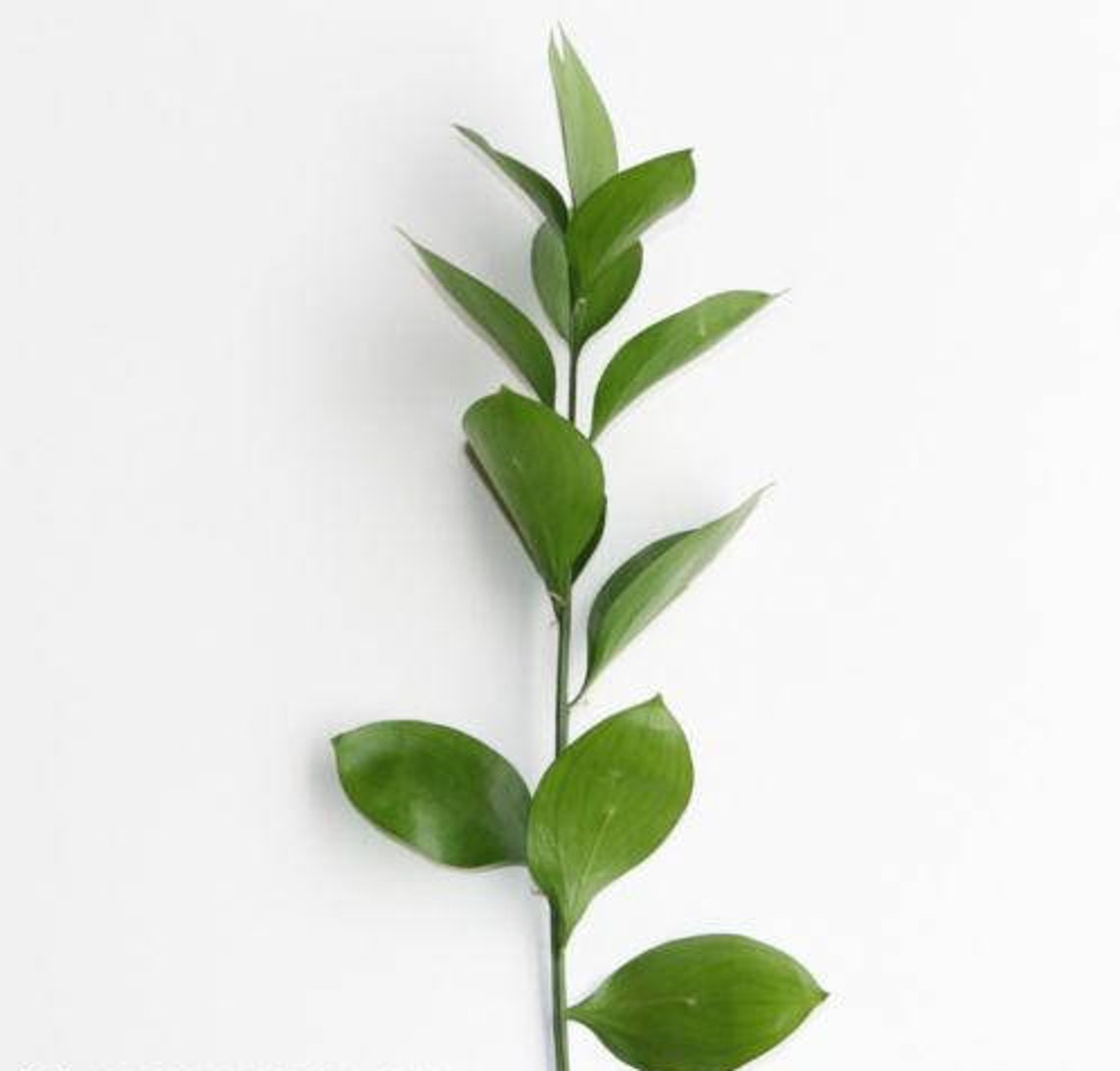 Bulk Fresh Israeli Ruscus Greenery Bunches longlasting Etsy