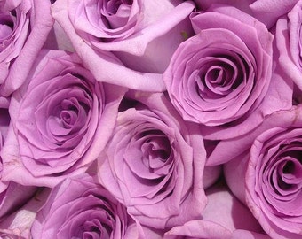 Fresh Lavender Bulk Roses  (Free Shipping)