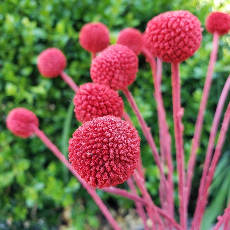 Preserved-Dried Billy Ball Craspedia Flowers 18-20 stems Red Bild 1