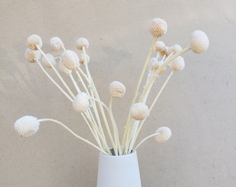 Preserved-Dried Billy Ball Craspedia Flowers [18-20 stems] - Ivory, Cream, Off-White