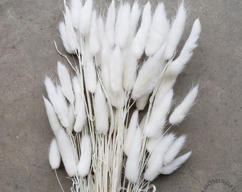 Dried Bunny Tails, 50-60 stems - Choose Your Colors