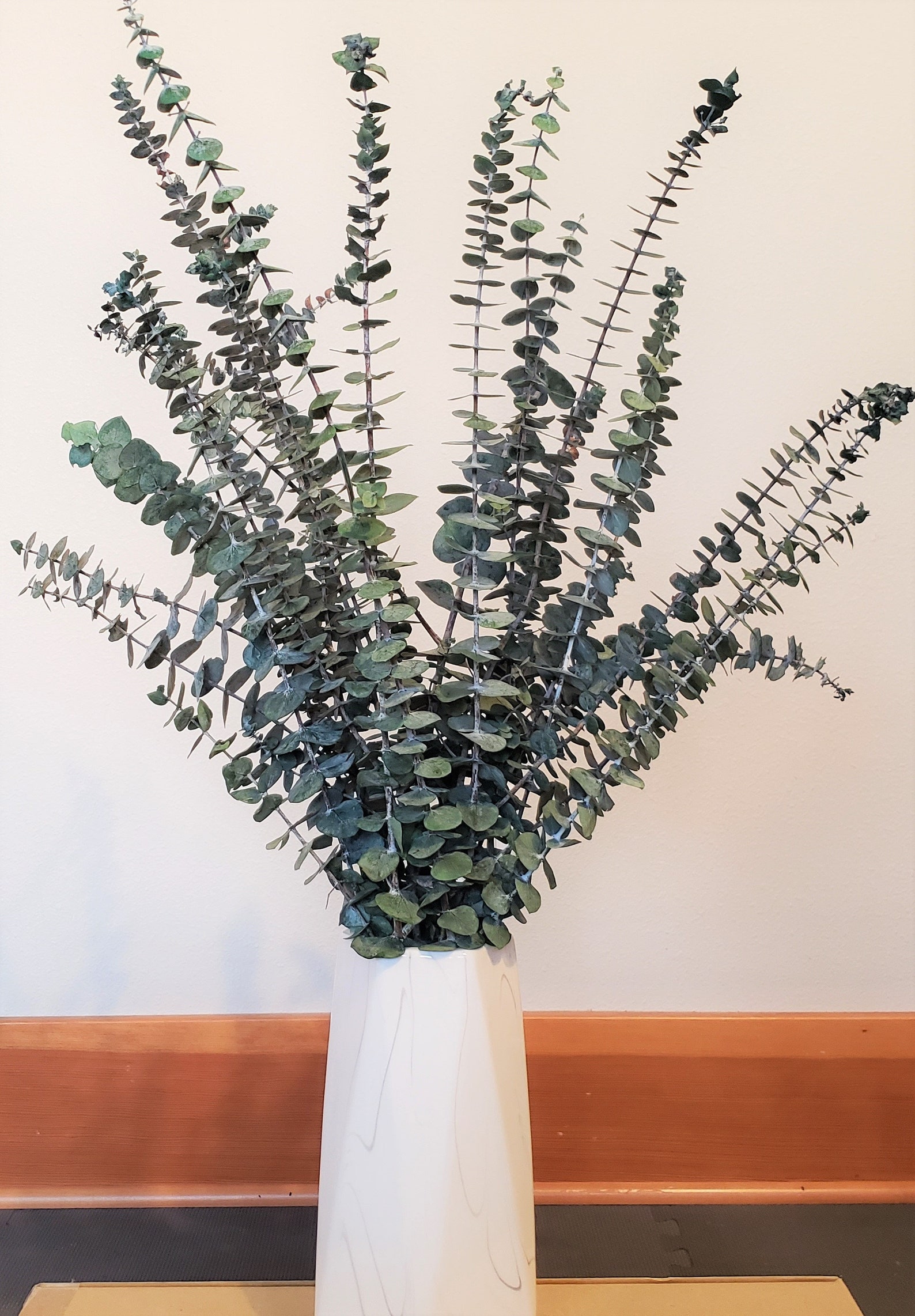 PreservedDried Eucalyptus Baby Blue Spiral Home Decor Etsy