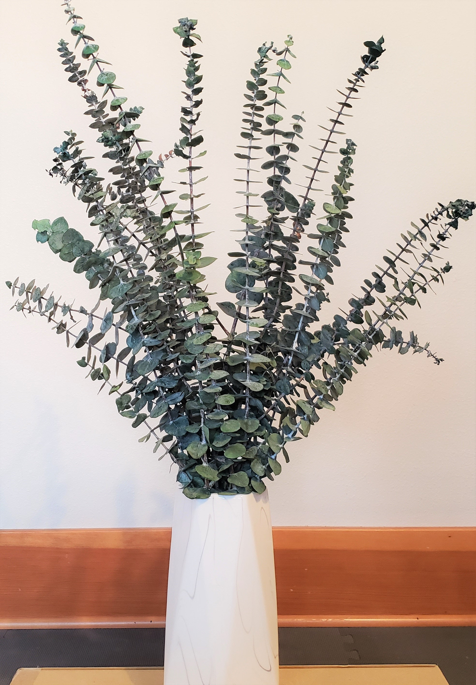 PreservedDried Eucalyptus Baby Blue Spiral Home Decor Etsy