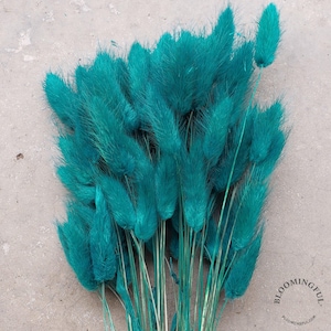 Bunny Tails (50-60stems) - Peacock Blue Teal (111)