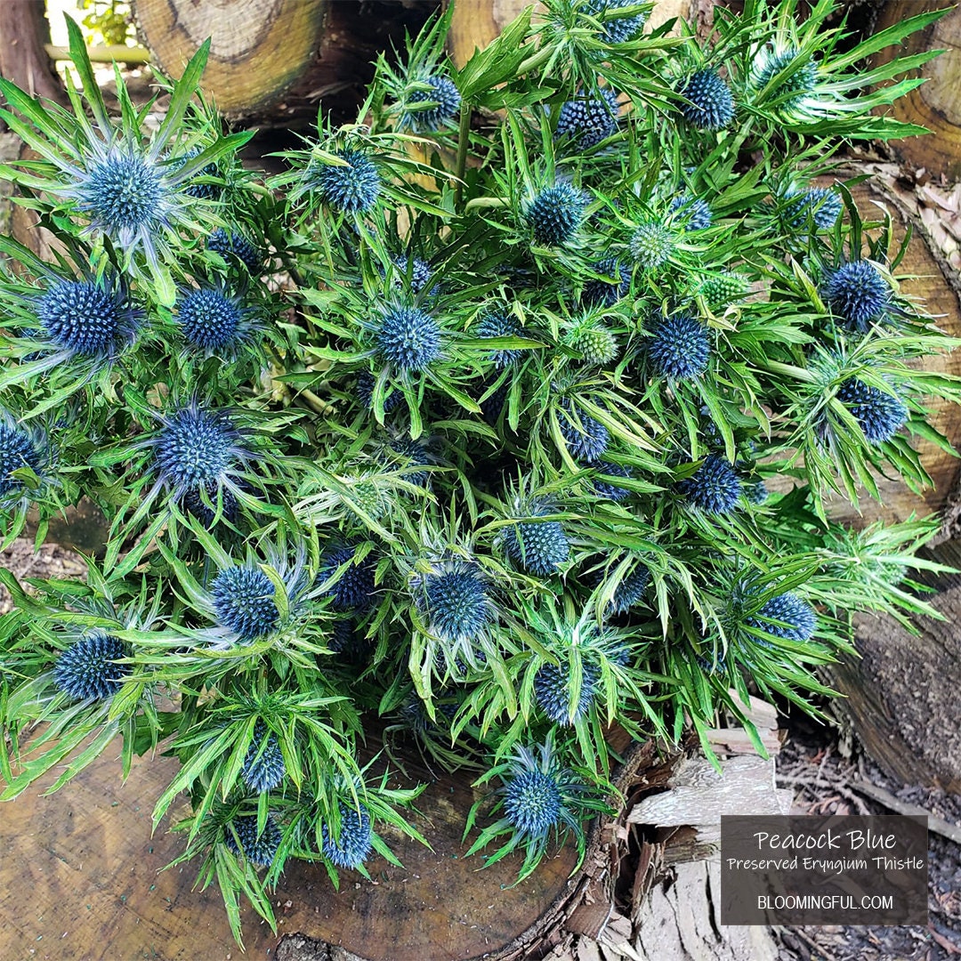 Fleur de chardon bleu séchée conservée grandes têtes 6 à 10 - Etsy France