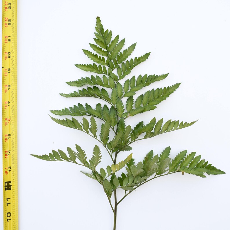 Fresh Leather Leaf Fern Baker Fern Bunches Free Shipping Etsy France