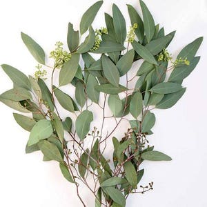 BULK FRESH EUCALYPTUS Seeded Free Overnight Shipping image 2