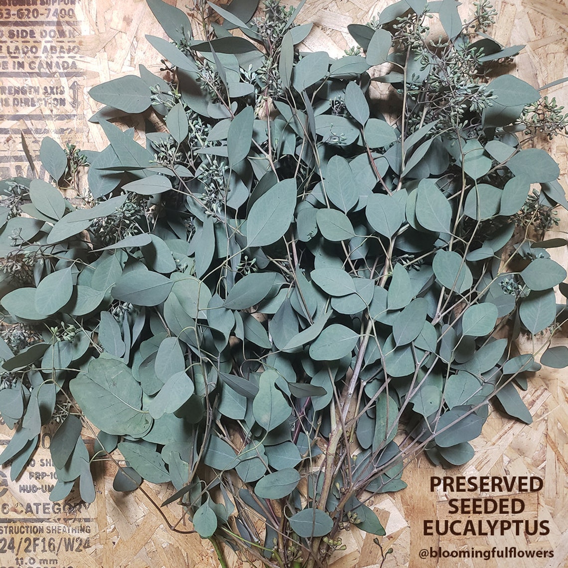 Seeded Eucalyptus Fresh PreservedDried Decor Bulk Etsy