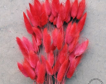 Dried Bunny Tails, 50-60 stems - Choose Your Colors