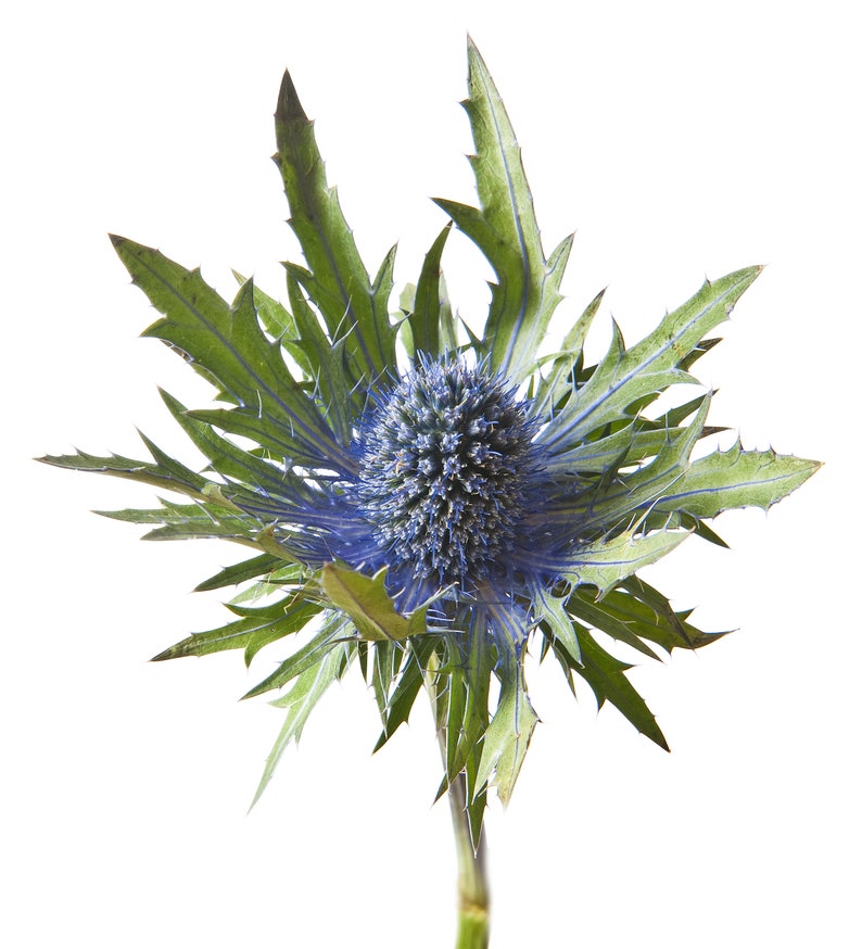 Blue Thistle Eryngium FRESH or DRIED Scotland Bulk Flower Etsy