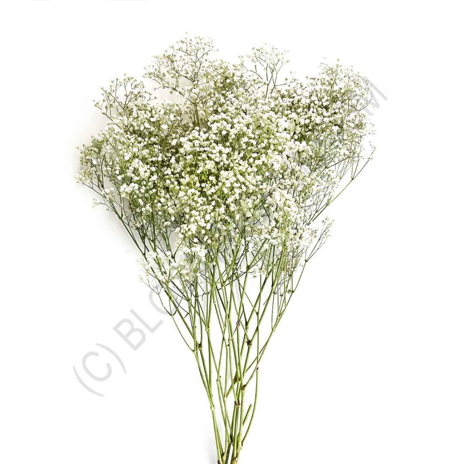 Baby's Breath Fresh or Preserved Bulk Packages Etsy