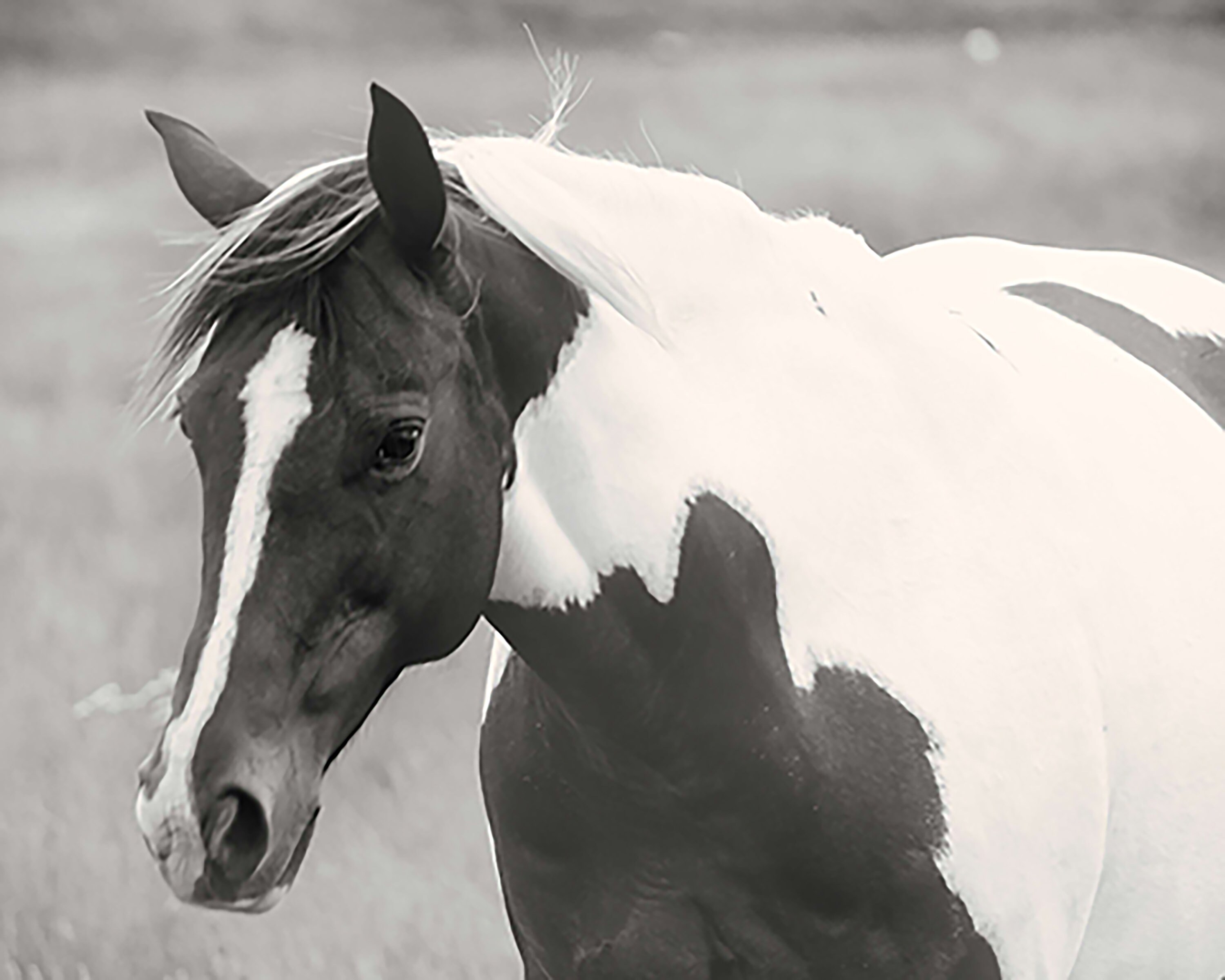 Horse Art Printable Instant Download Black & White Paint Etsy